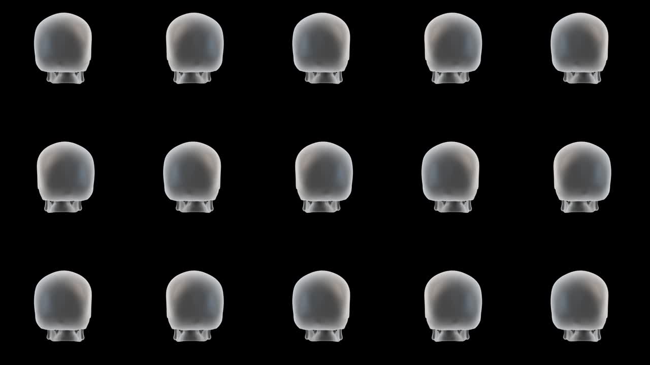 Human skulls halloween background. 3d skull rotating on black background.