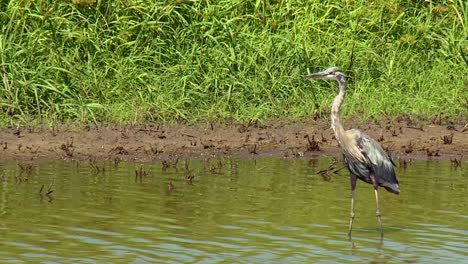 Gran-Garza-Azul-En-El-Estanque-En-El-Refugio-Nacional-De-Vida-Silvestre-De-Blackwater,-Maryland,-Estados-Unidos---Cerrar