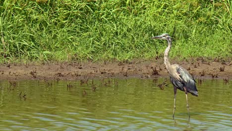 gran garza azul en el estanque en el refugio nacional de vida silvestre de blackwater, maryland, estados unidos - de cerca