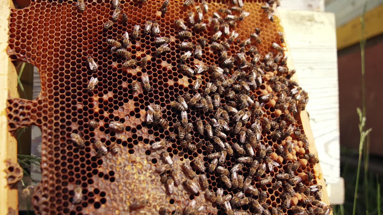 Bees working on a honeycomb. Busy bees crawling on a frame full of honey. Close-up. Organic beekeeping concept.