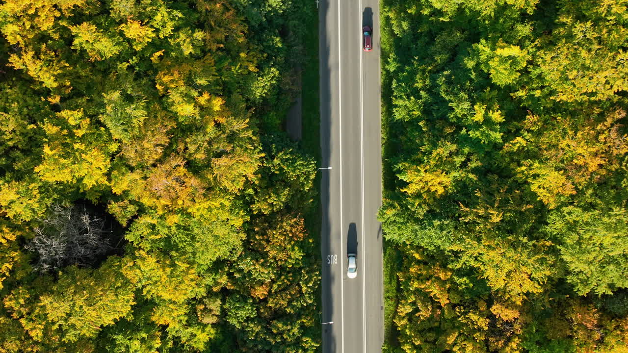Two buses traveling on a road flanked by vibrant autumn foliage, aerial view showcasing forested landscape and transportation