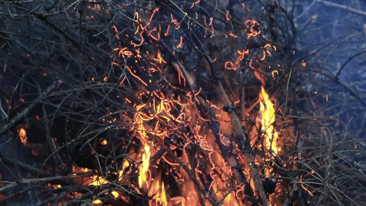 Close up or closeup footage of forest debris, twigs and branches burning in a bonfire with vibrant and colorful orange flame and embers with smoke flying around. twigs are reacting to fire funnily.