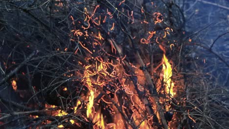 close up or closeup footage of forest debris, twigs and branches burning in a bonfire with vibrant and colorful orange flame and embers with smoke flying around. twigs are reacting to fire funnily.