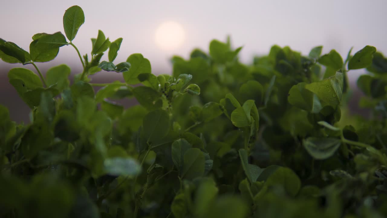 4k closeup panning shot of clovers then focus to the sunrise in the distance