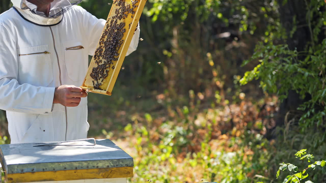 Frame full of bees in beekeeper's hands. Apiarist in white protective suit showing bees frame on summer nature background.