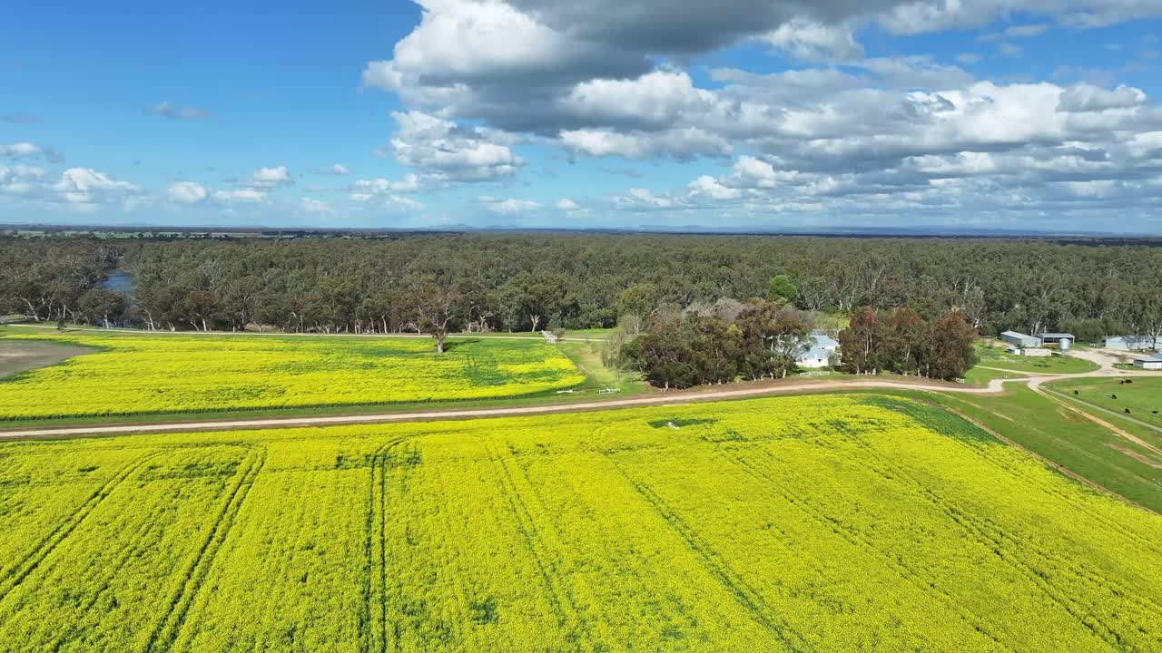 Rural landscape featuring a large canola paddock with trees and farmhouse