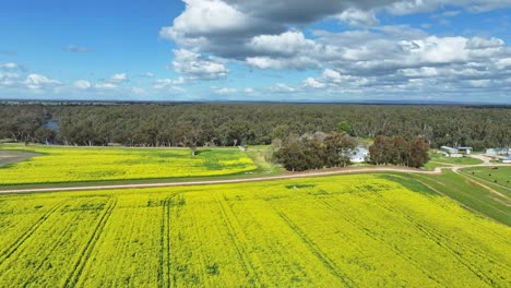Rural landscape featuring a large canola paddock with trees and farmhouse