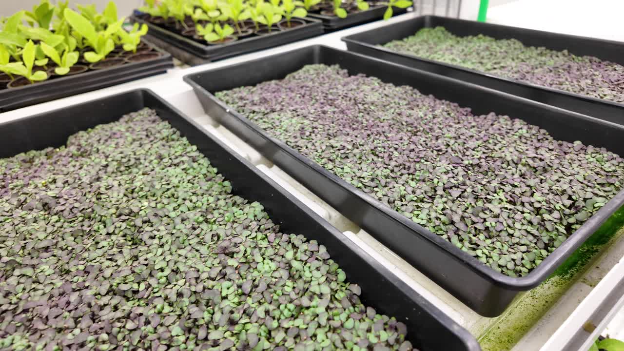 Flourishing plants in an eco-friendly indoor setup