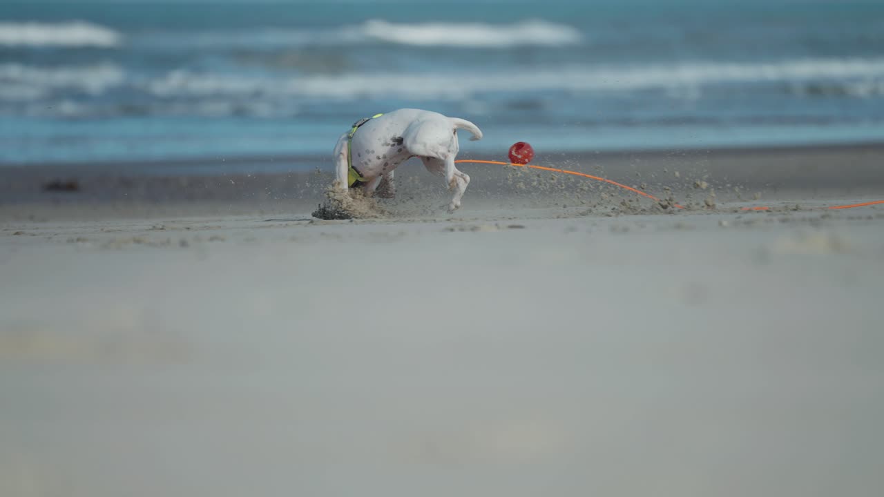 ⁇ 색 미니어처 잉글리시 불테리어가 모래 해변에서 빨간 고무 공을  ⁇ 고 달린다
