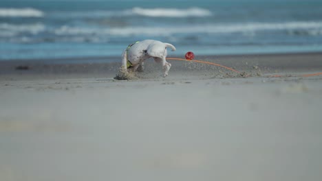 un bullterrier inglés en miniatura blanco corre por la playa de arena persiguiendo la pelota de goma roja