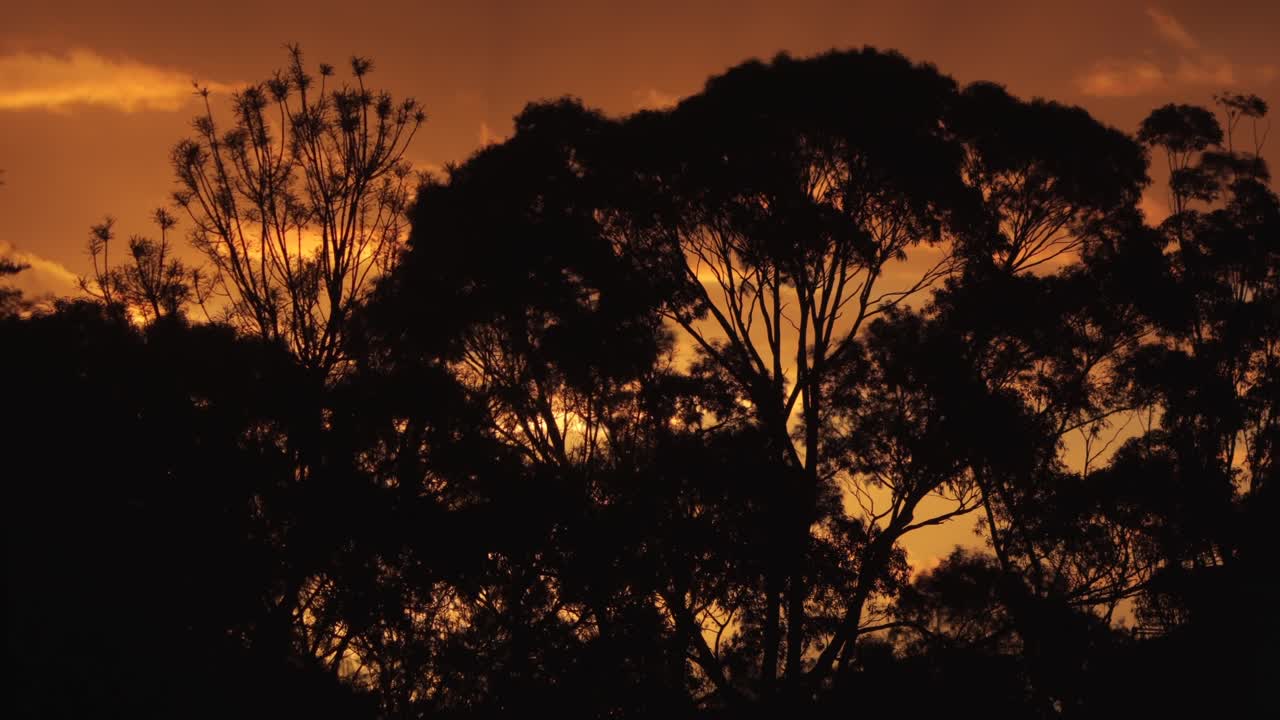 el amanecer australiano detrás de los grandes árboles de goma el lapso de tiempo australia maffra gippsland victoria