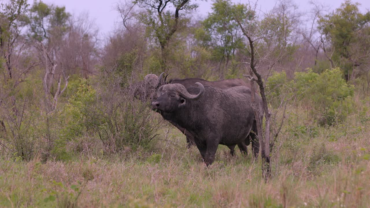 Huge cautious Cape buffalo grazes savanna grass, looks at camera