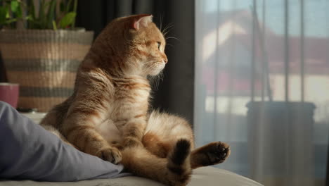 ginger scottish fold cat sitting by window