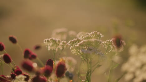 close-up of wildflower bouquet swaying gently in wind as someone arranges blooms, capturing delicate floral movement and intricate details with blurred natural background