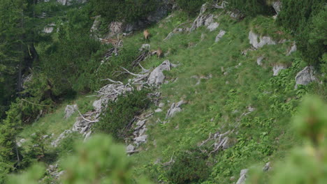 herd of chamois walking and grazing high up in the mountains