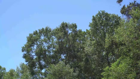 this is a video of several large trees, swaying in the wind