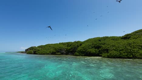 Navegando-Por-Un-Bosque-De-Manglares-Tropicales-Con-Aguas-Cristalinas-Y-Aves-Marinas-Volando-Sobre-Los-Roques.