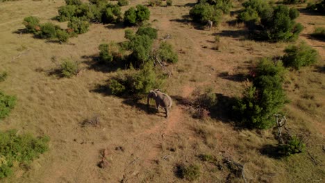 gran elefante alimentándose de un árbol en la reserva de safari de sudáfrica al atardecer