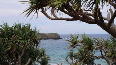 static view of a calm sea through dense tree branches