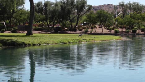 Mientras-Camina-Por-El-Borde-De-Un-Estanque-Urbano,-Una-Gran-Garza-Azul-De-Repente-Se-Cuadra,-Rancho-Mccormick,-Scottsdale,-Arizona