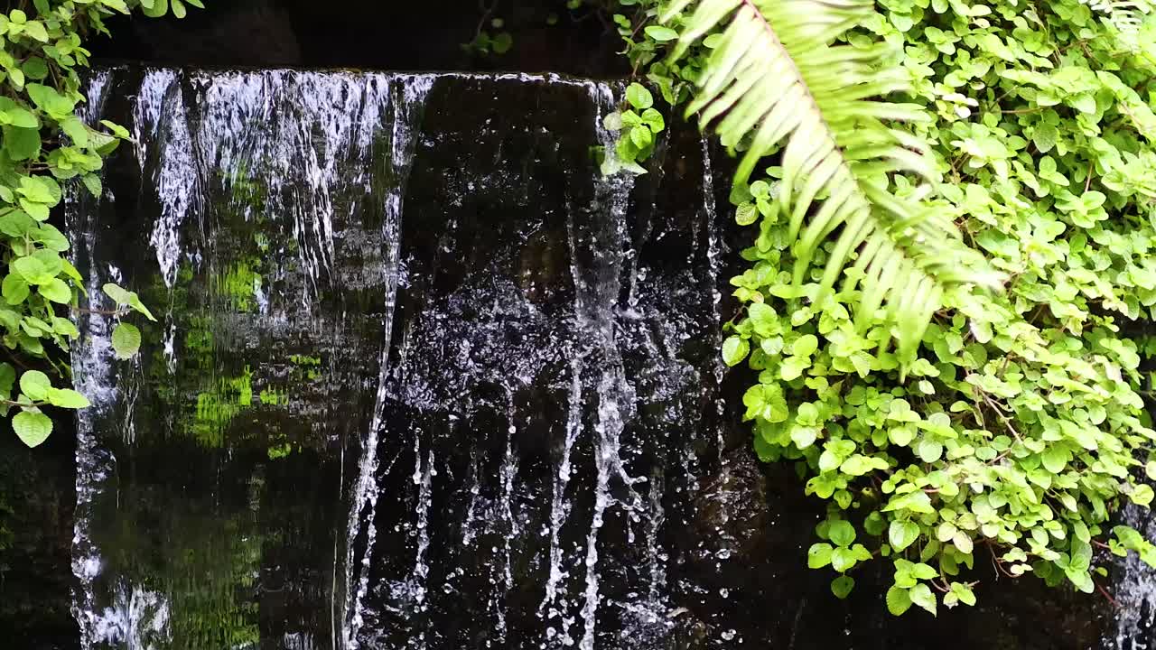 la exuberante vegetación que rodea una cascada en cascada