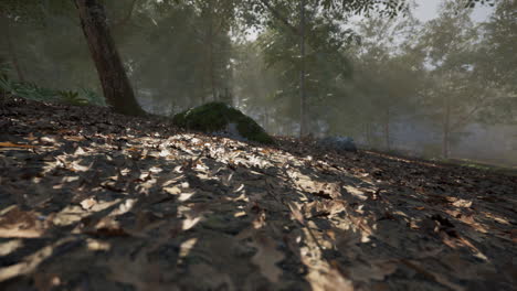 fall foliage covers the forest floor with soft sunlight filtering through trees