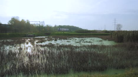 train passing through a wetland landscape