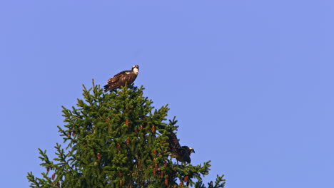 young osprey taking first flight and leaving brother behind