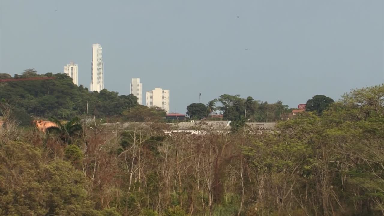 selva tropical alrededor de la ciudad de panamá, panamá