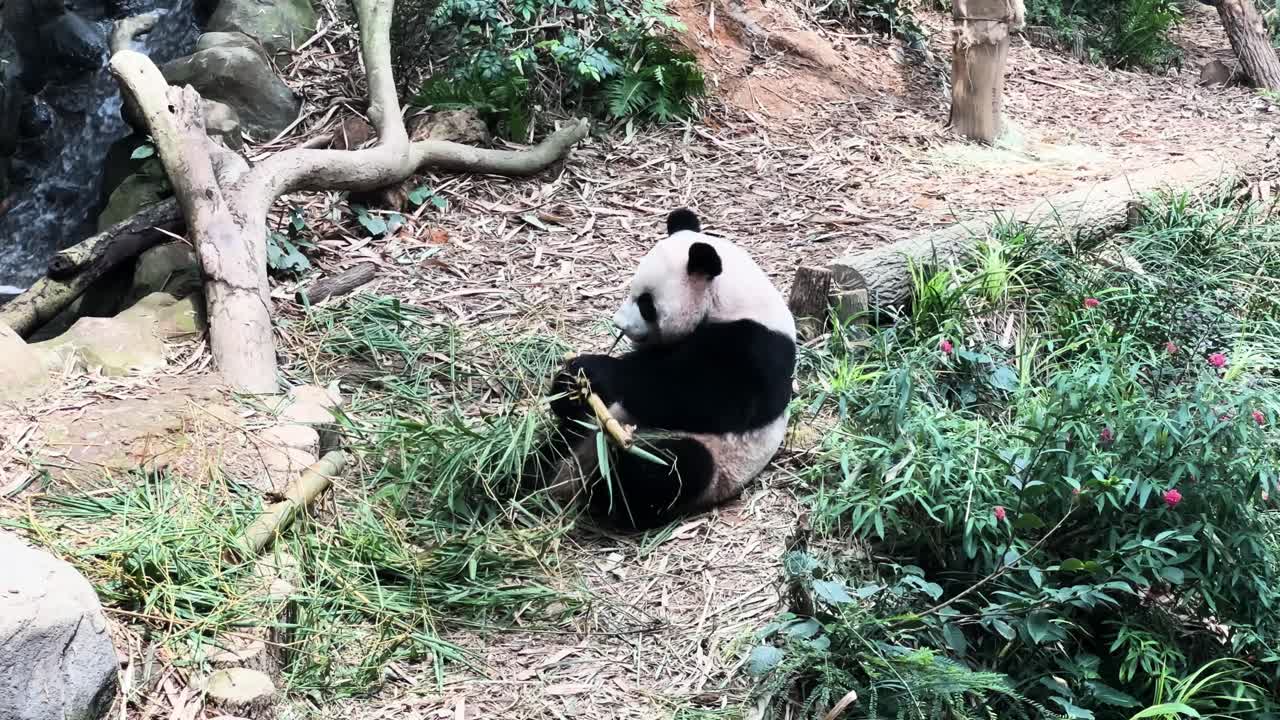 un oso panda gigante comiendo bambú en el zoológico de singapur.