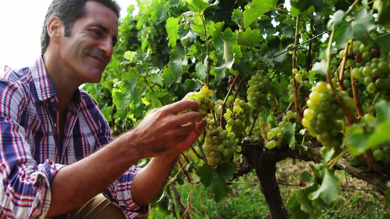 웃는 남자 는 포도 들 에서 포도 어리 를 뽑고 있다