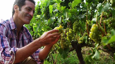 hombre sonriente recogiendo un racimo de uvas en los campos de uvas
