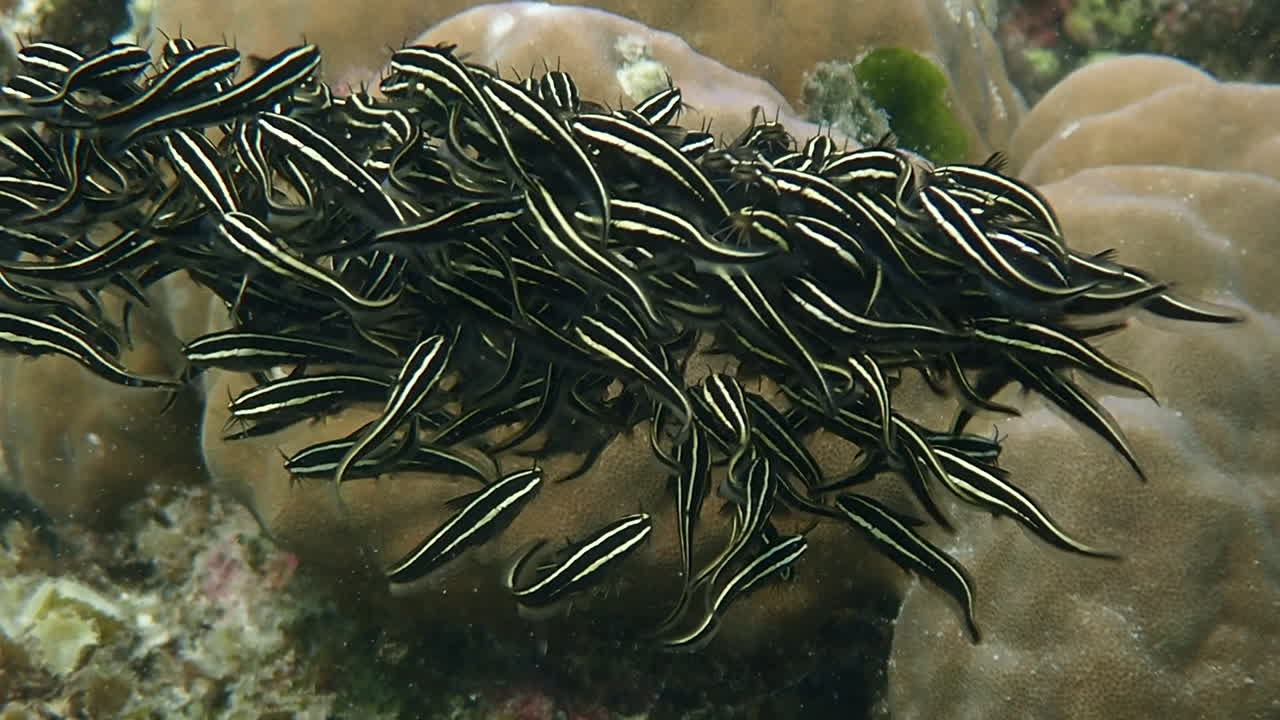 Close up on juveniles striped eel catfish form dense ball-shaped school in a shallow reef. Moalboal, Cebu, Philippines.