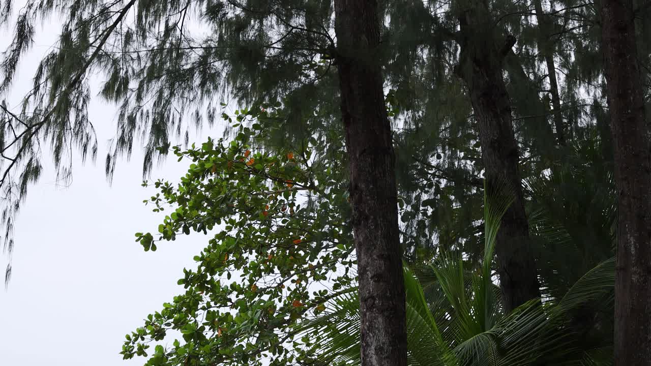 나무 와 바다 를 바라보는 평화로운 해변 풍경