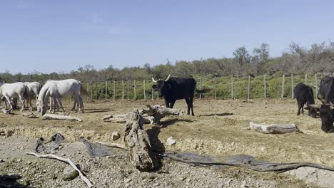 los bueyes españoles con caballos blancos se paran en un campo y pastan