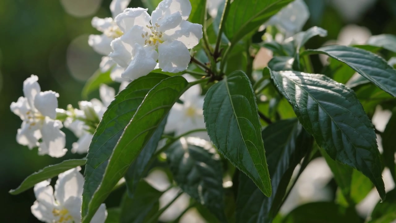 Flores Brancas Florescendo ao Sol com Folhas Verdes