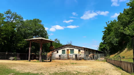 giraffes in a sunny zoo environment. two giraffes stand near their enclosures under a bright blue sky at a zoo surrounded by lush green trees