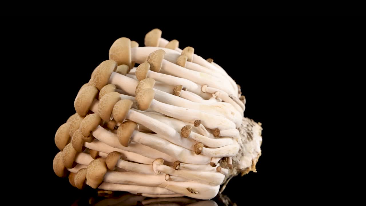 A cluster of brown beech mushrooms slowly rotates on a glossy black surface under bright studio lighting, revealing texture and structure from multiple angles
