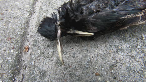 dead starling head close up – a present from a cat