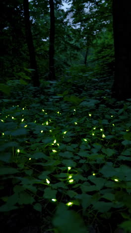 luciérnagas en el bosque por la noche