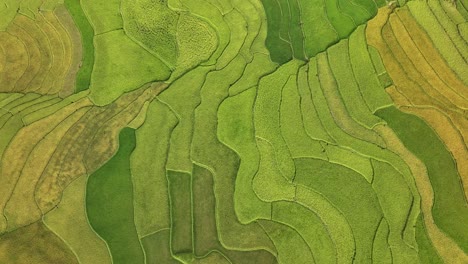 vista aérea de un campo de arroz en la terraza en el distrito de mu cang chai, vietnam