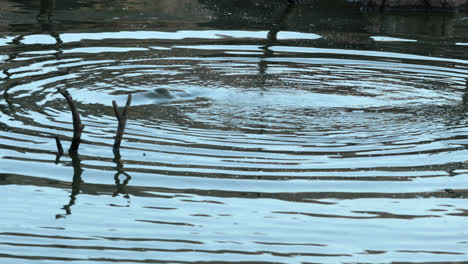 hippo surfacing in a lake