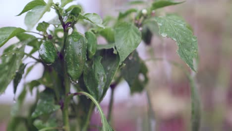 watering homegrown fresh dark green peppers still on the plant