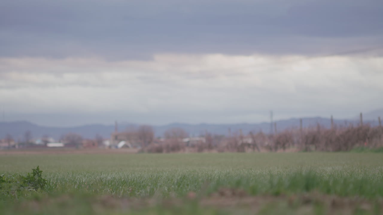 Wind Blowing on Bushes and Grass with Stormy Sky
