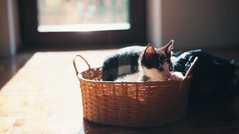 a cute little kitten in a wicker basket.