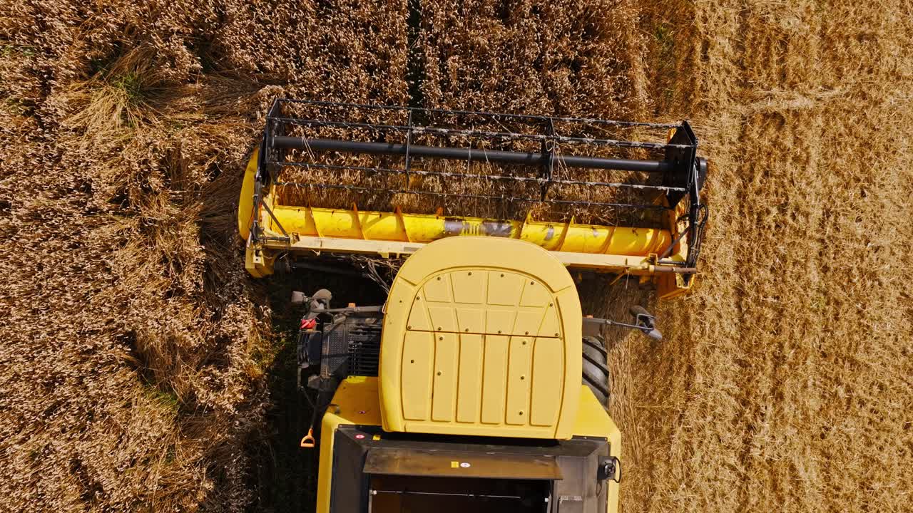 Top down view of yellow combine cutting wheat with header in warm evening glow
