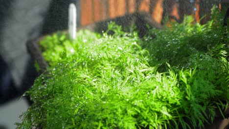 Watering-of-a-dill-herb