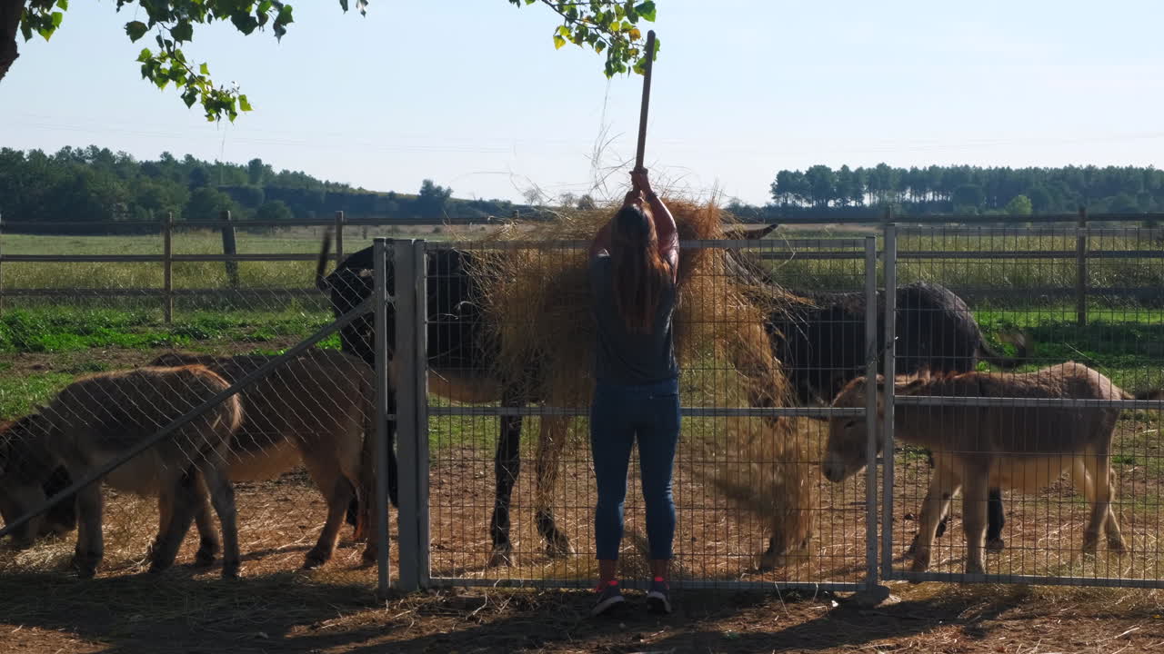 Female farmer feeding donkey family with fresh hay and straw outdoors on countryside farm