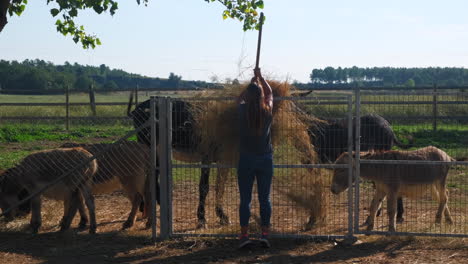 Female-farmer-feeding-donkey-family-with-fresh-hay-and-straw-outdoors-on-countryside-farm