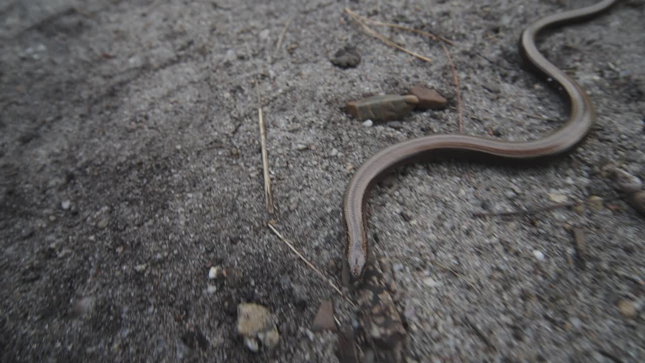 víbora sorda deslizándose por el suelo